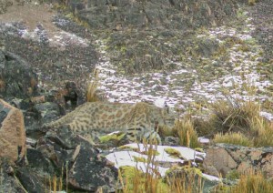 Pampas cat_sm