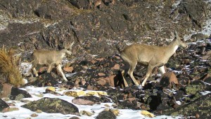Taruca deer_sm