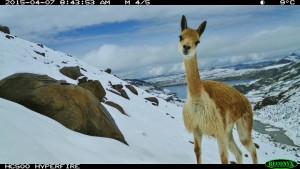 Vicuna_sm