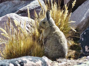 Viscacha_sm